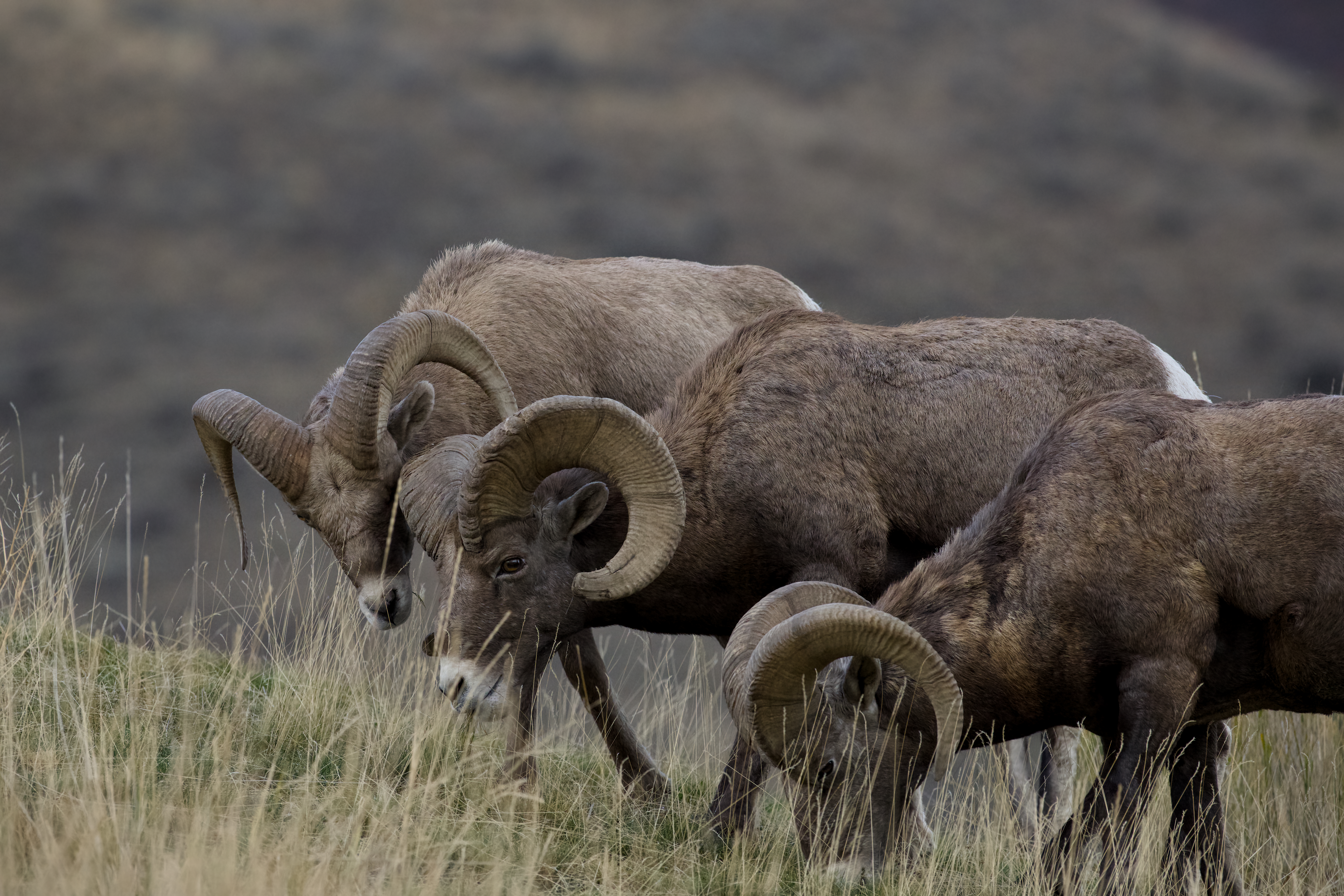Group of 3 California Big Horn Rams